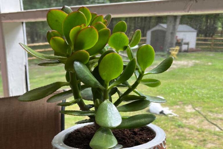 can-i-propagate-jade-plant-in-water-01