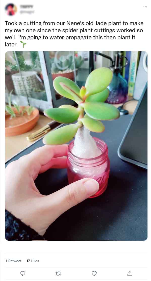 can-i-propagate-jade-plant-in-water-03