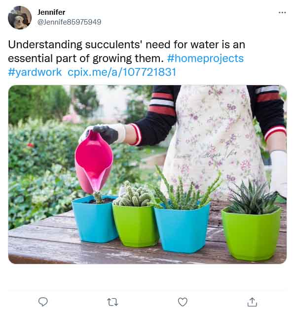 how-to-know-when-succulents-need-water-03