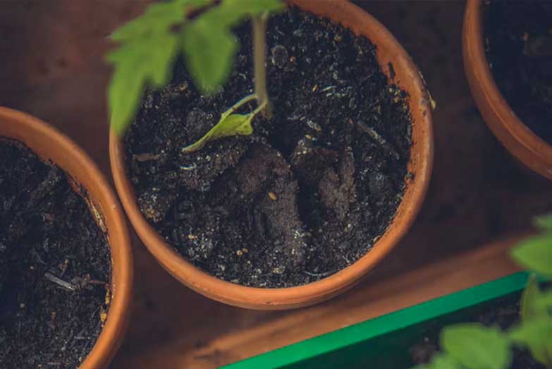 indoor-plant-soil-not-drying-out-01