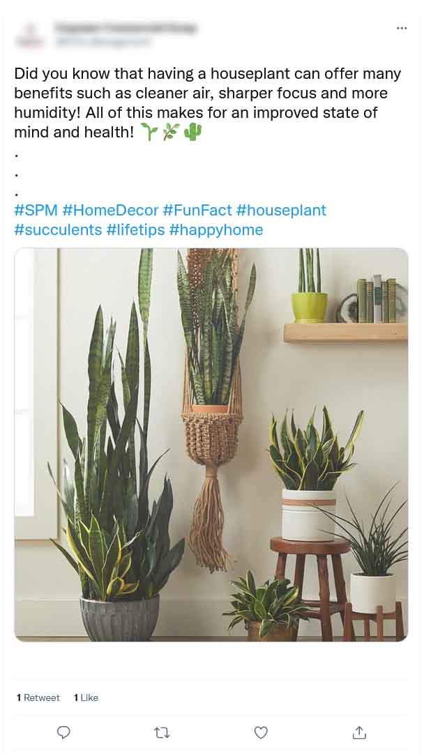 is-it-good-to-have-succulents-at-home-02