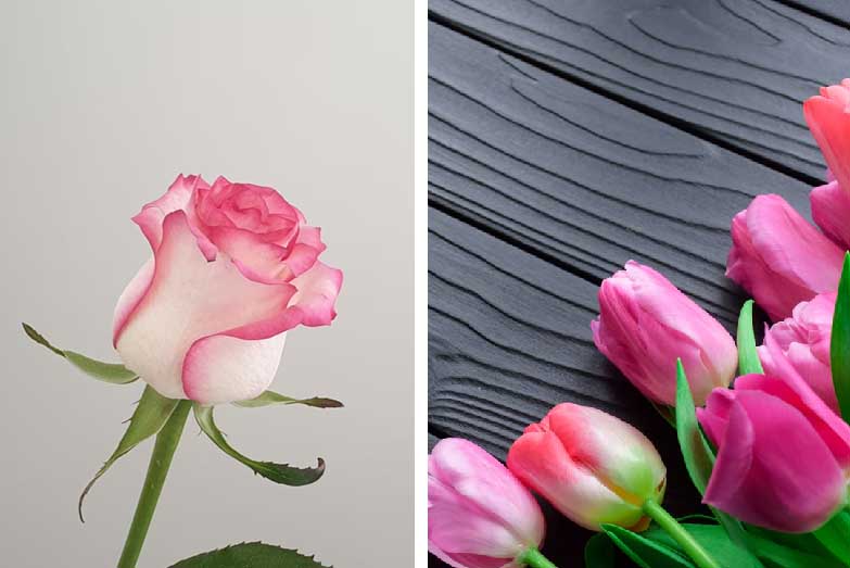 is-tulip-and-rose-the-same-01