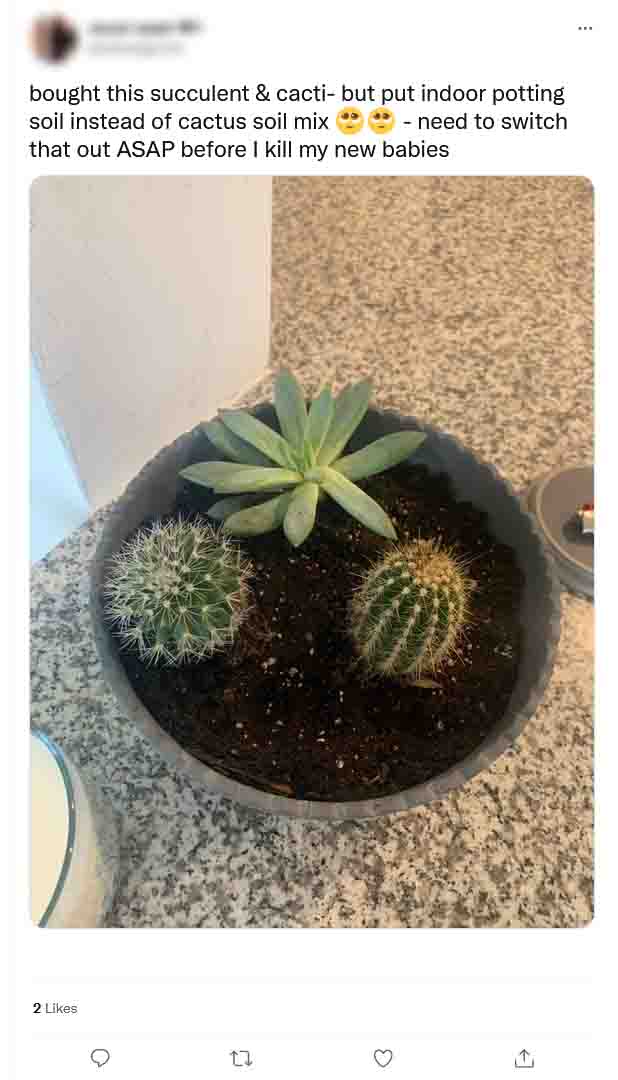use-regular-potting-soil-for-cactus-02