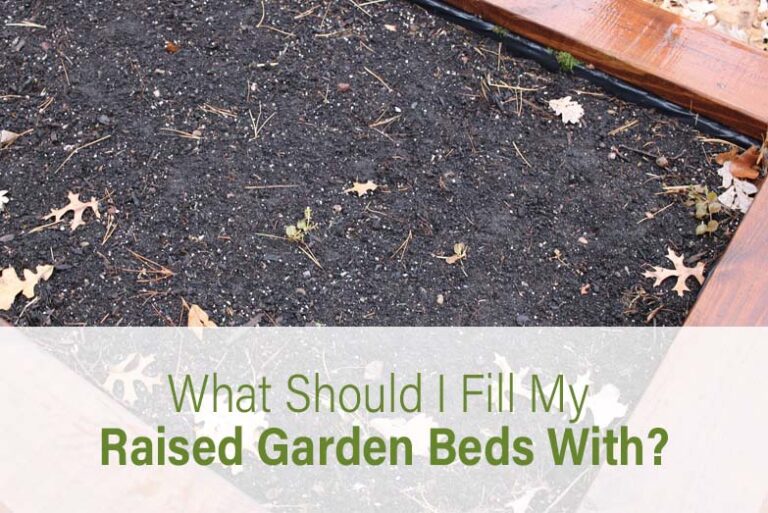 what-should-i-fill-my-raised-garden-beds-with-2