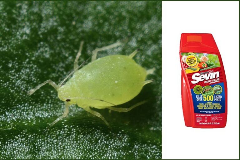 does sevin dust kill spider mites