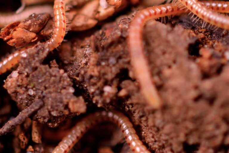 can i put compost worms in my garden