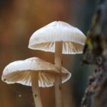 is mushroom compost good for gardens