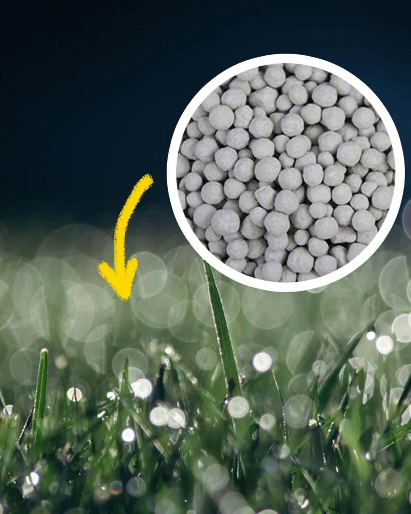granular fertilizer and wet grass